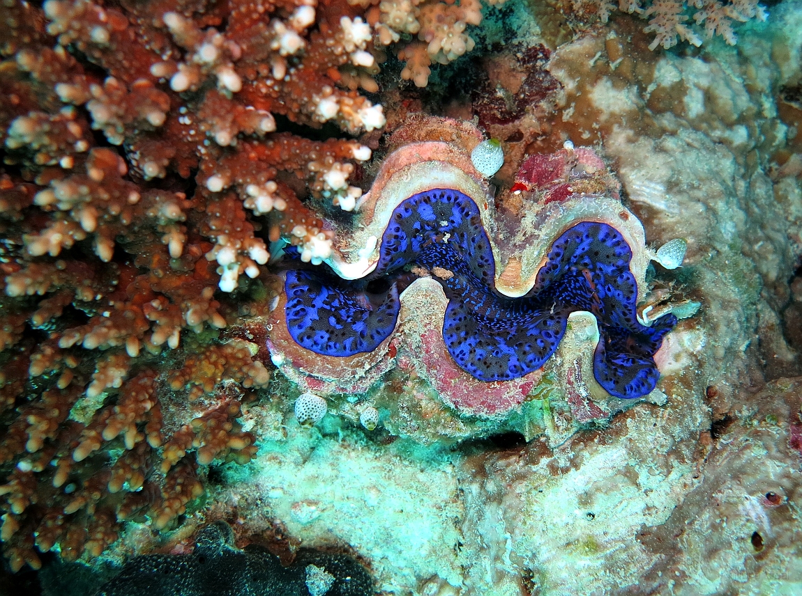 IMG_1094rf_Maldives_Madoogali_Plongee 11_Donagali thila_Benitier.jpg
